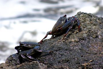 Comment attraper le crabe à l'aide d'une canne et d'un moulinet