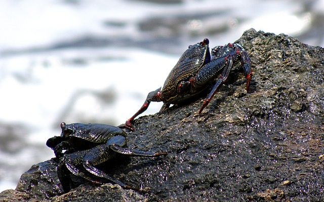 Comment attraper le crabe à l'aide d'une canne et d'un moulinet