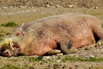 Comment conserver les restes de rôti de porc rôti de porc