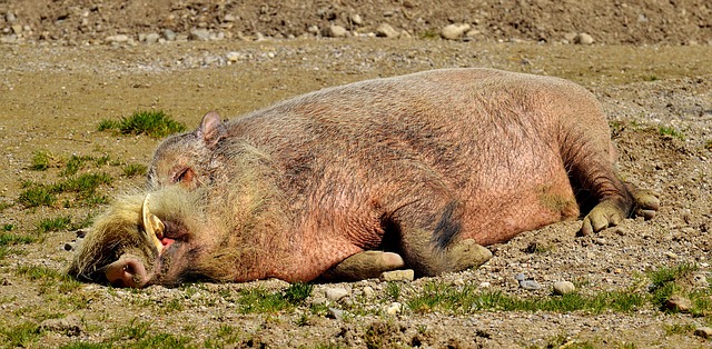Comment conserver les restes de rôti de porc rôti de porc