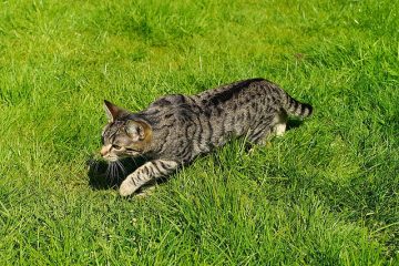 Comment coudre un arrêt de porte pour chats