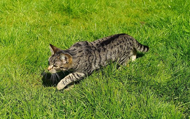 Comment coudre un arrêt de porte pour chats