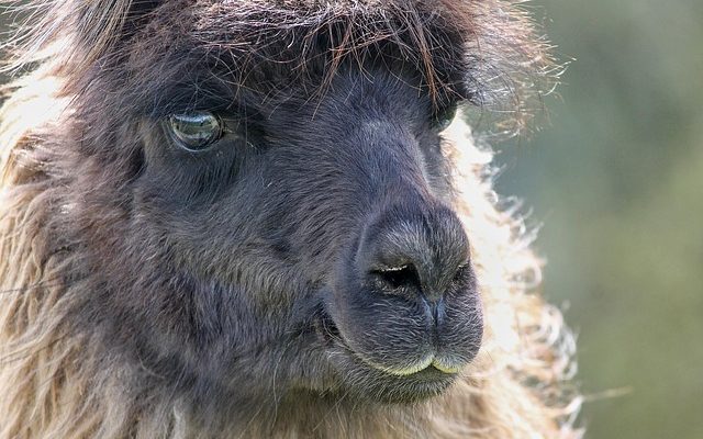 Comment couper les cheveux de Lhassa Apso Apso