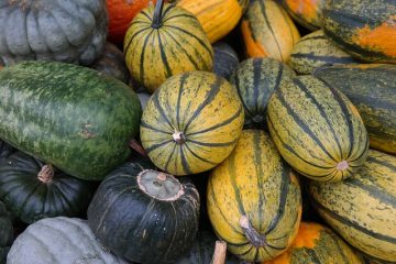 Comment cultiver la courge spaghetti à partir de graines de courge spaghetti