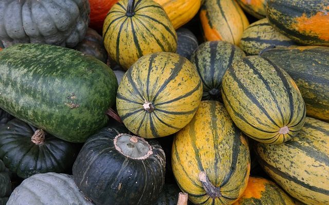 Comment cultiver la courge spaghetti à partir de graines de courge spaghetti