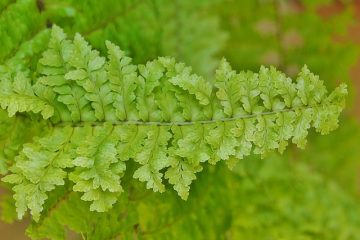 Comment cultiver les fougères Bracken Ferns