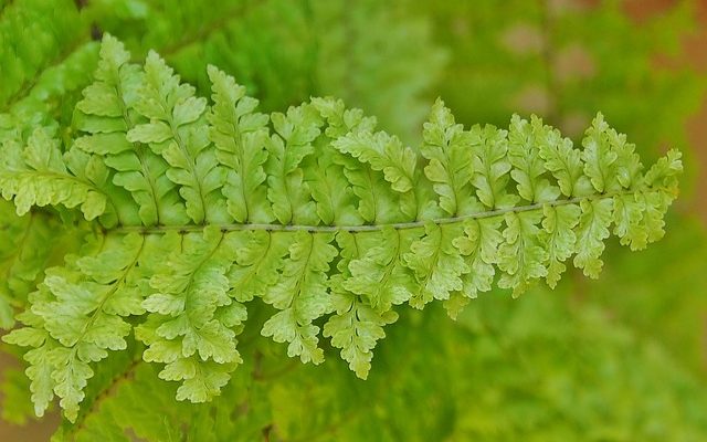 Comment cultiver les fougères Bracken Ferns