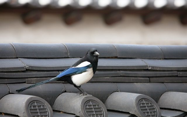 Comment déboucher un distributeur d'assouplissant dans une machine à laver ?