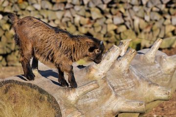 Comment dessiner des animaux réalistes Pas à pas