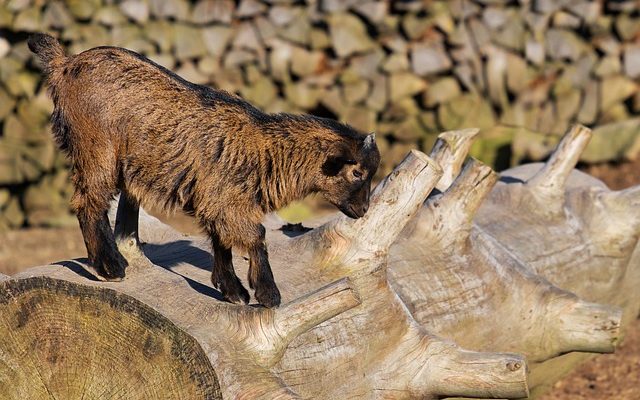 Comment dessiner des animaux réalistes Pas à pas