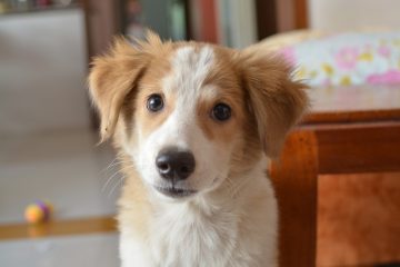 Comment éduquer un chiot de 6 mois à la maison ?