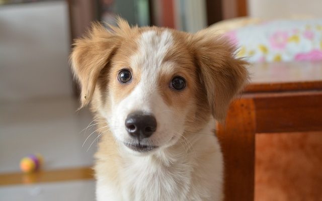 Comment éduquer un chiot de 6 mois à la maison ?