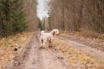 Comment éliminer l'urine de chien du gravier