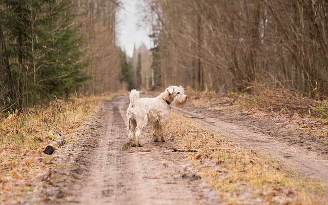 Comment éliminer l'urine de chien du gravier