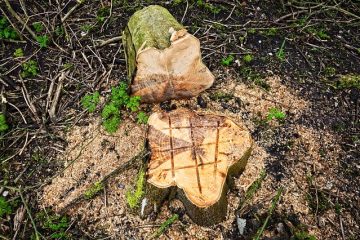 Comment empêcher une souche d'arbre de pousser des feuilles et des pousses.