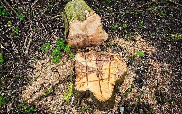 Comment empêcher une souche d'arbre de pousser des feuilles et des pousses.