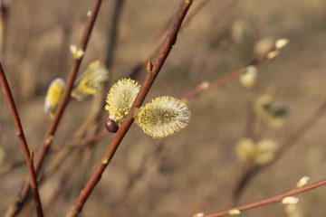 Comment enseigner les temps de verbes irréguliers aux enfants en anglais.