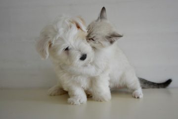 Comment fabriquer des répulsifs pour chiens et chats faits maison.