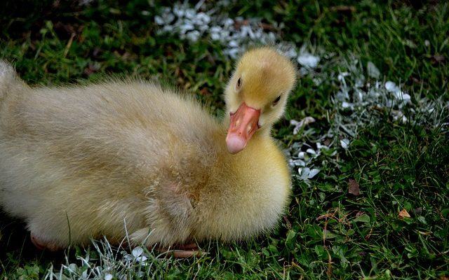 Comment fabriquer un répulsif à oiseaux fait maison avec des bidons de lait.