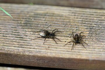 Comment identifier les sacs d'œufs d'araignée