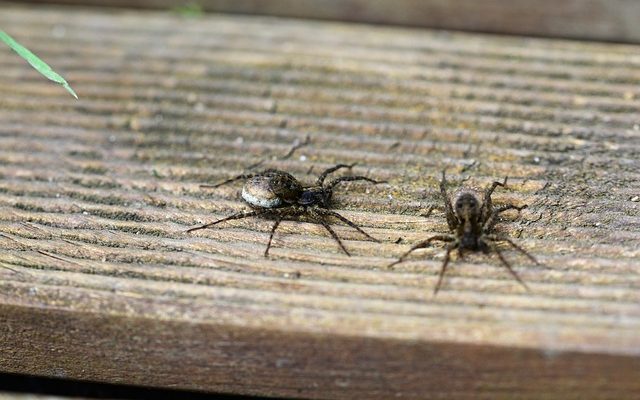 Comment identifier les sacs d'œufs d'araignée