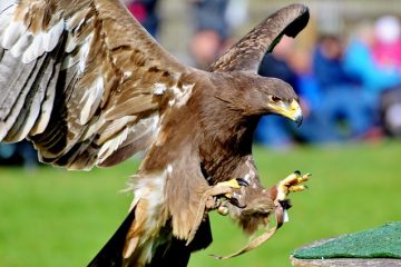 Comment mettre des étagères dans les armoires ?