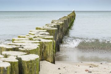 Comment réchauffer du maïs congelé en épi