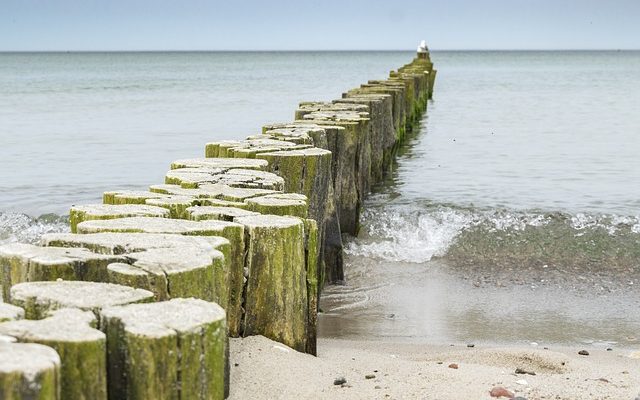 Comment réchauffer du maïs congelé en épi