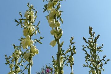 Comment tailler une plante de yucca à partir de la tige à fleurs mortes.