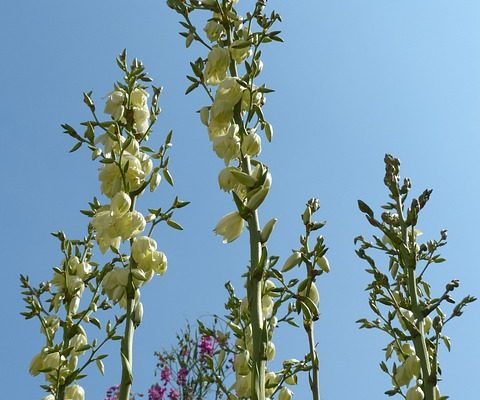 Comment tailler une plante de yucca à partir de la tige à fleurs mortes.