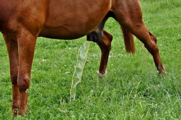 Comment traiter les taches d'urine de chat dans l'herbe