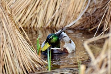 Comment tuer les algues de piscine avec de l'eau de Javel