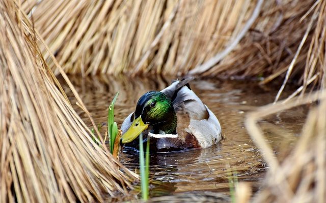 Comment tuer les algues de piscine avec de l'eau de Javel