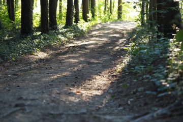 Conifères avec une racine à entailler