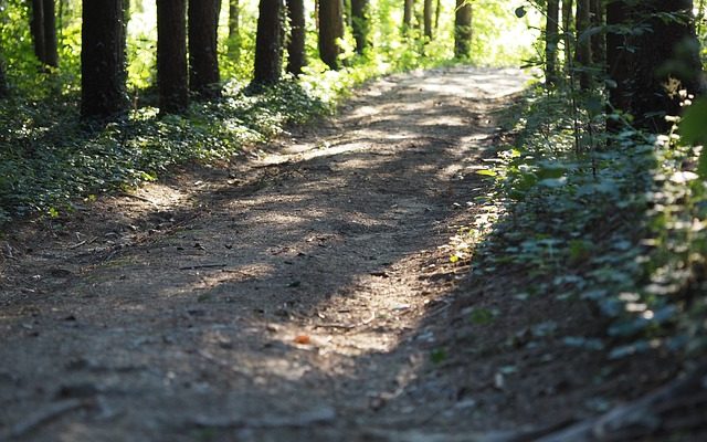 Conifères avec une racine à entailler