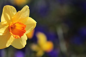 Couleurs qui correspondent au jaune moutarde.