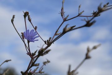 Des plantes et des fleurs qui peuvent survivre au gel.