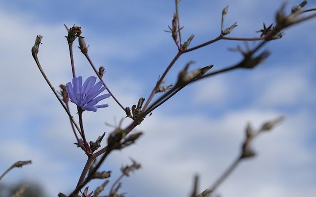 Des plantes et des fleurs qui peuvent survivre au gel.