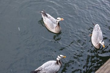 Différence entre les oies mâles et femelles.