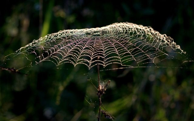 Différents types d'araignées rayées