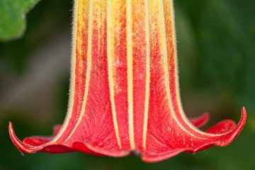 Fleurs qui produisent une fleur de trompette rouge