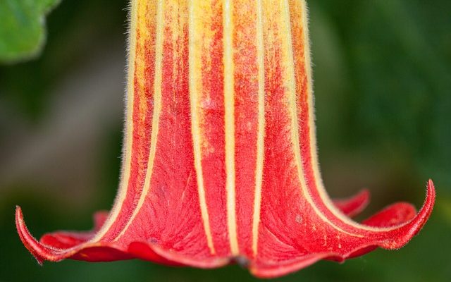 Fleurs qui produisent une fleur de trompette rouge