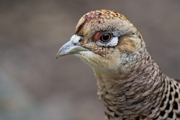 Fréquence normale du pouls chez les femmes