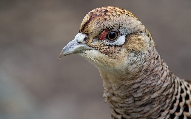 Fréquence normale du pouls chez les femmes