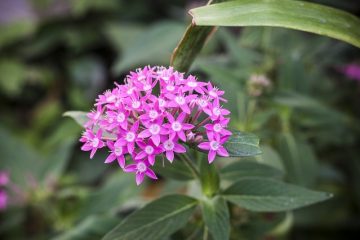 Idées d'aménagement paysager pour un jardin en pente