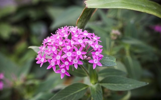 Idées d'aménagement paysager pour un jardin en pente