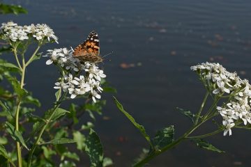 Insectes piqueurs dans l'herbe haute