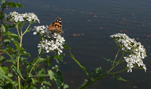 Insectes piqueurs dans l'herbe haute