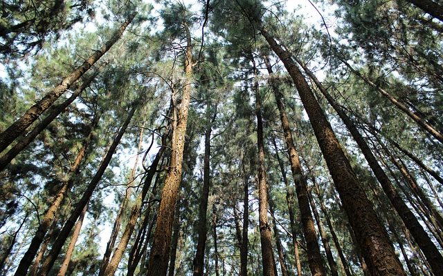 Les meilleures essences de bois à utiliser pour la construction de lits surélevés