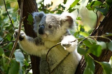 L'eucalyptus est-il toxique ?